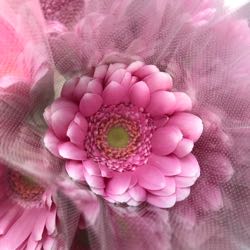 キムシー半八重