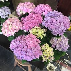 ごきげんよう